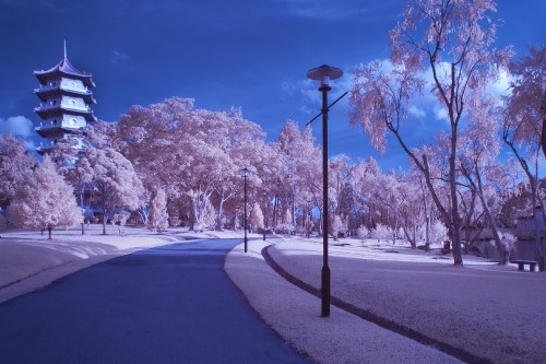 Image white cherry blossom trees beside road during daytime