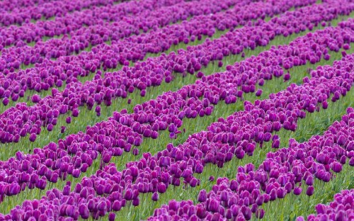 Image purple flower field during daytime