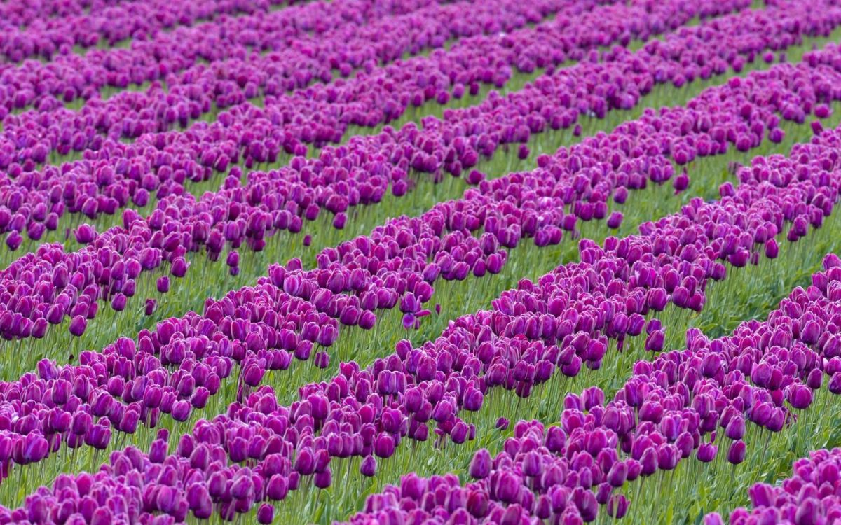 purple flower field during daytime