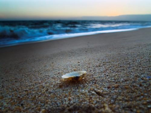 Image white sea shell on beach shore during daytime