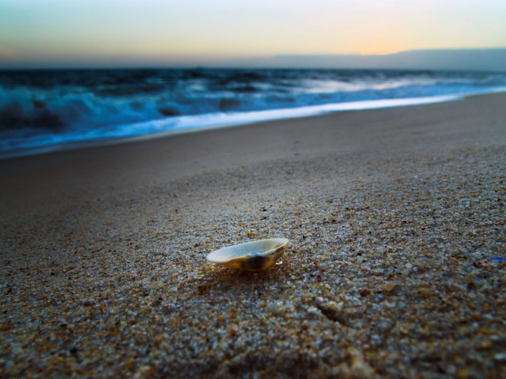 white sea shell on beach shore during daytime