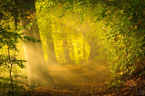 Image green trees on brown soil