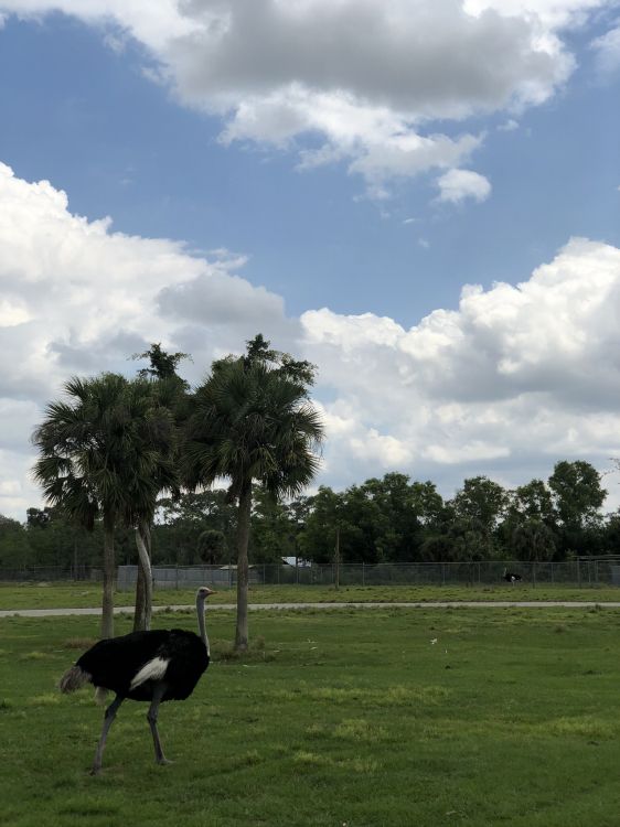 Commune de Autruche, Oiseau, Plaine, Paysage Naturel, Prairie. Wallpaper in 1536x2048 Resolution