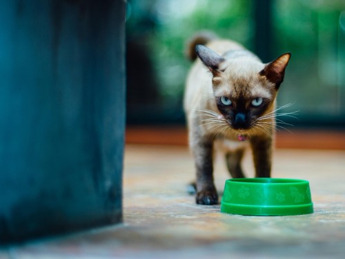 Image white and brown cat on brown wooden floor