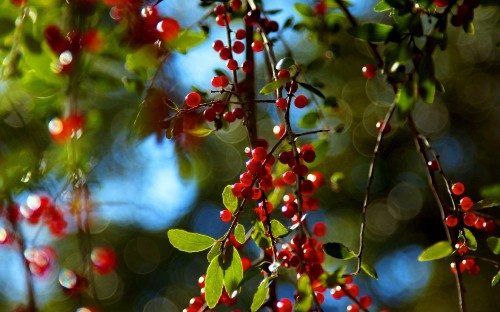 Image red and green leaf plant