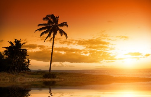 Image palm tree near body of water during sunset