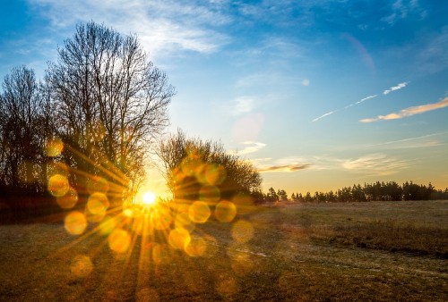 Image leafless trees under blue sky during daytime