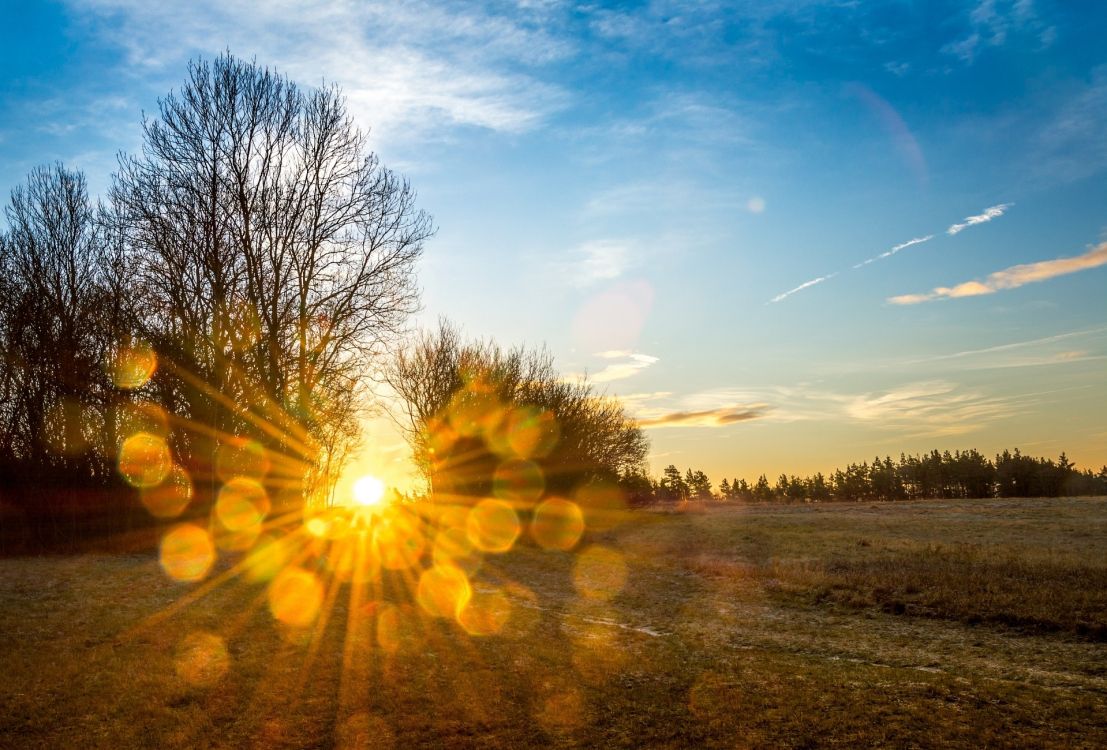 leafless trees under blue sky during daytime