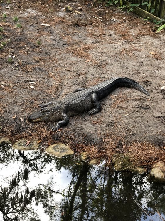 Alligator Américain, Crocodile, Reptile, L'échelle de Reptiles, Pour Les Animaux Terrestres. Wallpaper in 1536x2048 Resolution