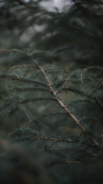 Image spruce fir forests, frost, sky, pine, pine family