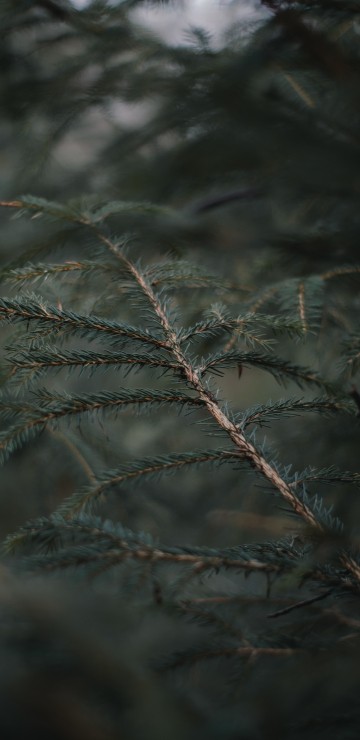 Image spruce fir forests, frost, sky, pine, pine family