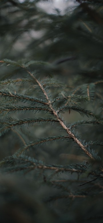Image spruce fir forests, frost, sky, pine, pine family
