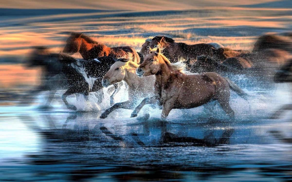 Braunes Und Weißes Pferd, Das Tagsüber Auf Dem Wasser Läuft. Wallpaper in 3840x2400 Resolution