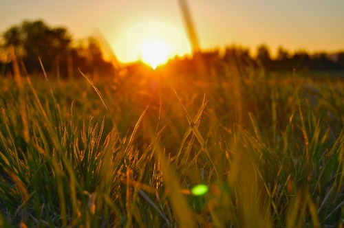 Image green grass field during sunset