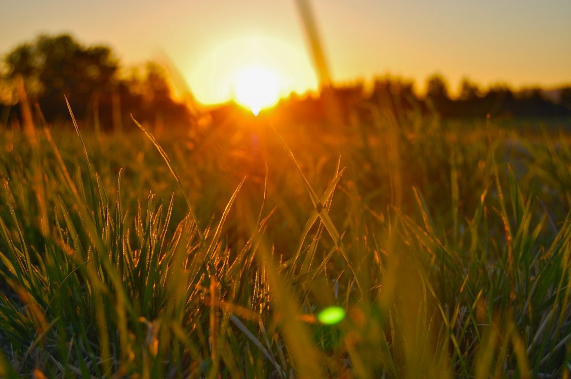 green grass field during sunset