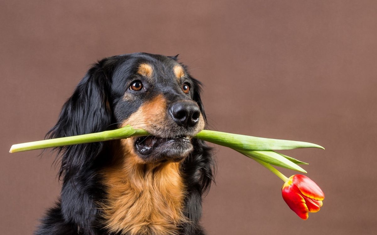 black and brown short coated dog