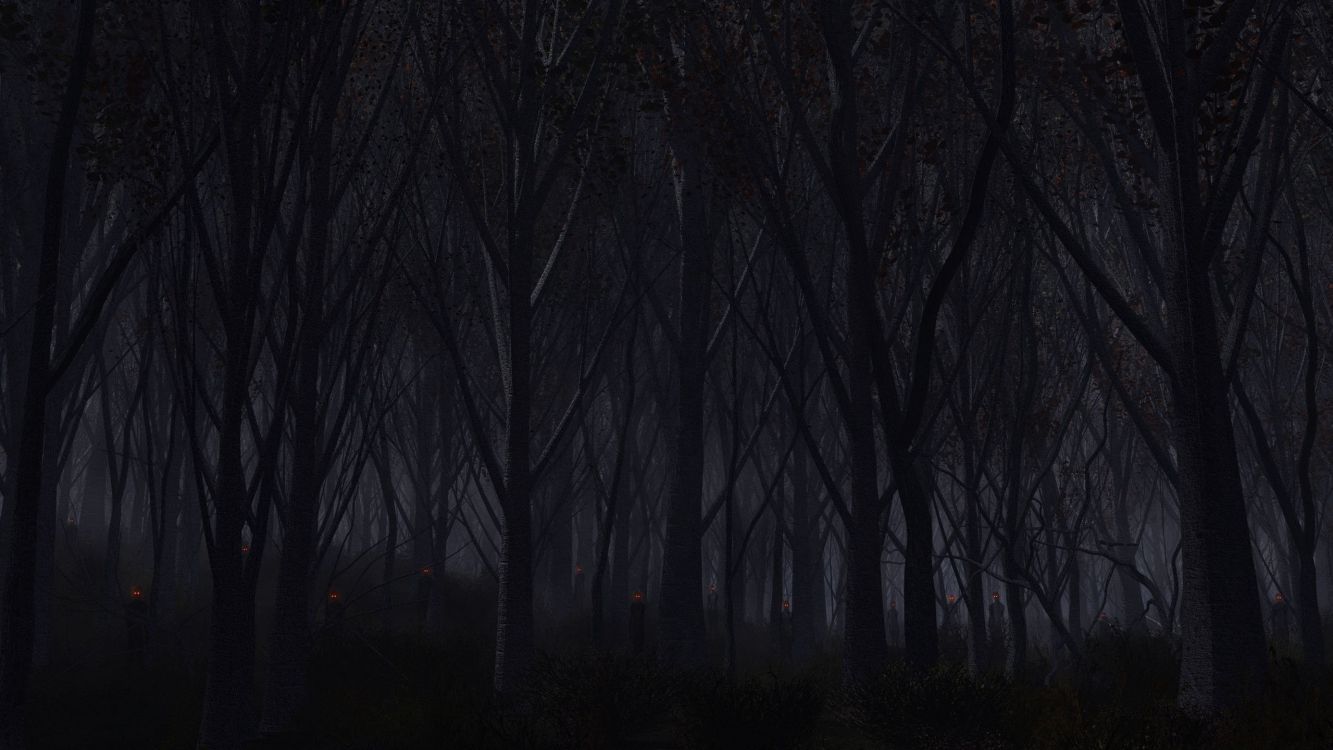 Kahle Bäume im Wald Während Der Nacht. Wallpaper in 2560x1440 Resolution