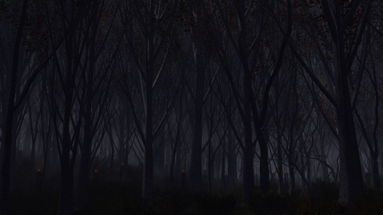 Wallpaper Bare Trees in Forest During Night Time, Background - Download  Free Image