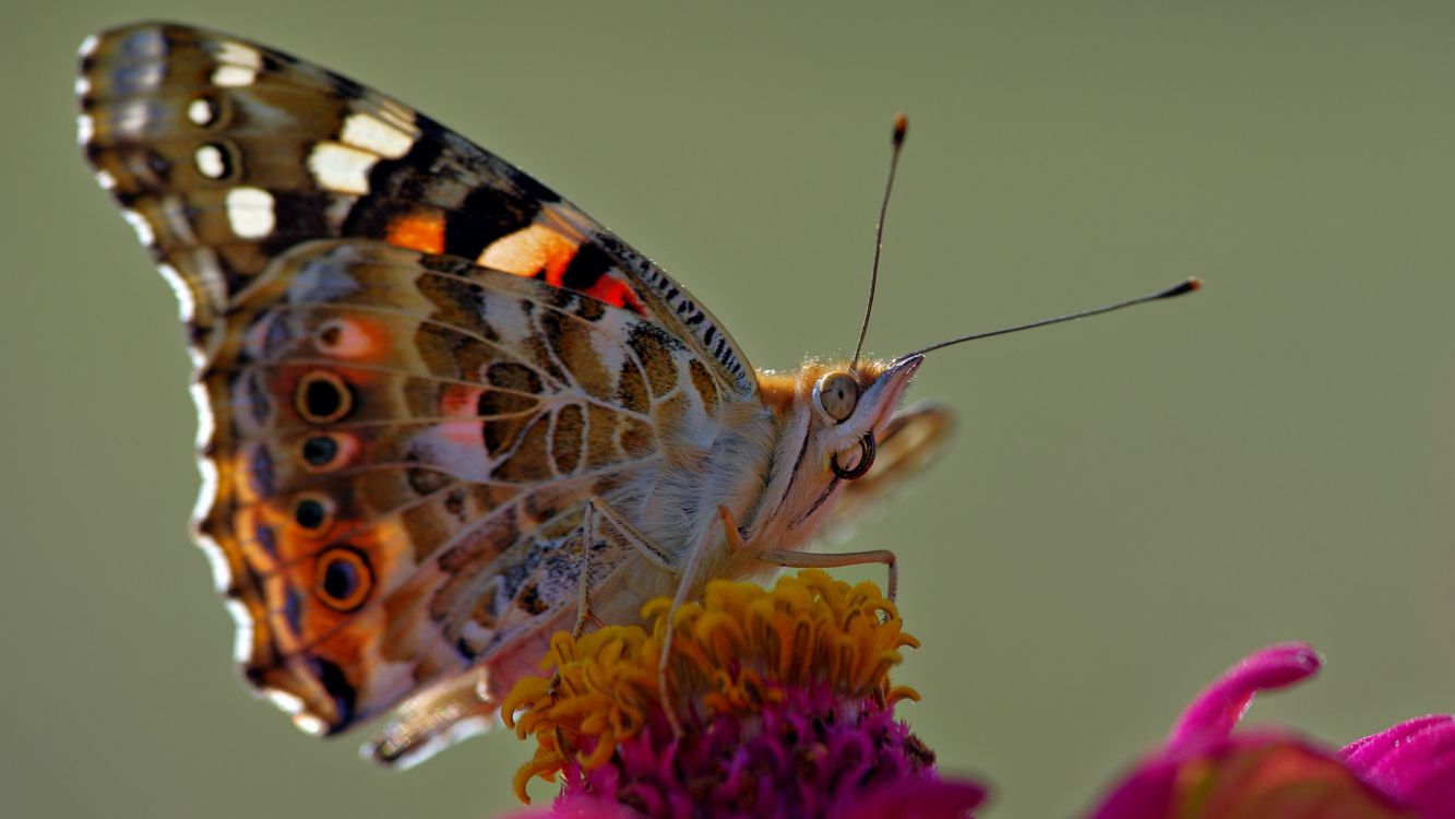 Belle Dame Papillon Perché Sur Fleur Pourpre en Photographie Rapprochée Pendant la Journée. Wallpaper in 3840x2160 Resolution