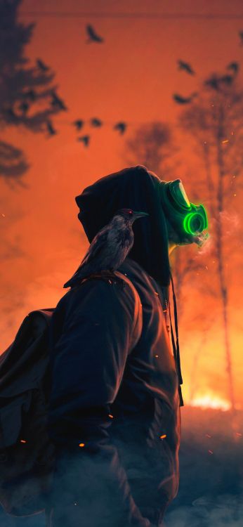 橙色, 鸟, 夹克, 和阴影的色彩, 羽毛 壁纸 1772x3839 允许