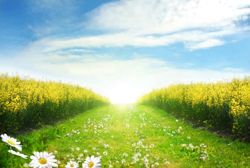 Image white flowers on green grass field under blue sky during daytime