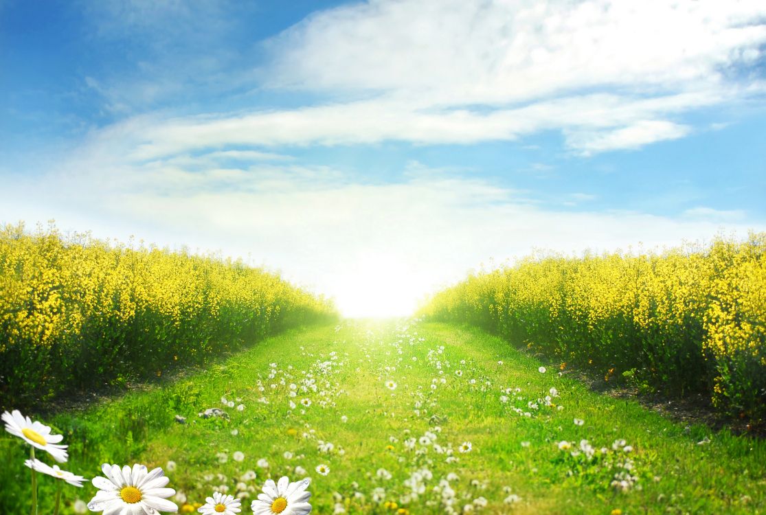 Fleurs Blanches Sur Terrain D'herbe Verte Sous Ciel Bleu Pendant la Journée. Wallpaper in 6000x4033 Resolution