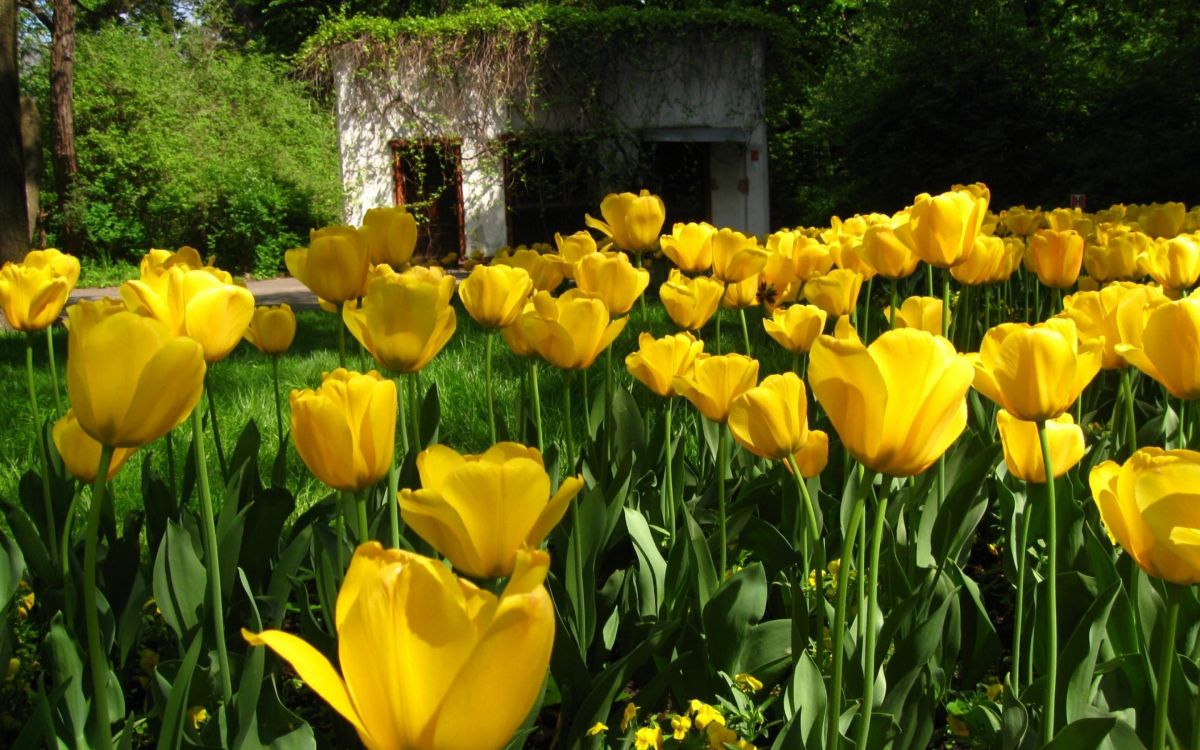 Tulipes Jaunes en Fleurs Pendant la Journée. Wallpaper in 2880x1800 Resolution