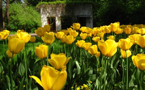 Image yellow tulips in bloom during daytime