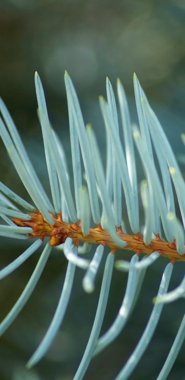 Image white and green plant in close up photography