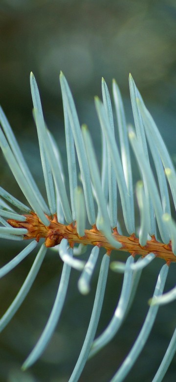 Image white and green plant in close up photography