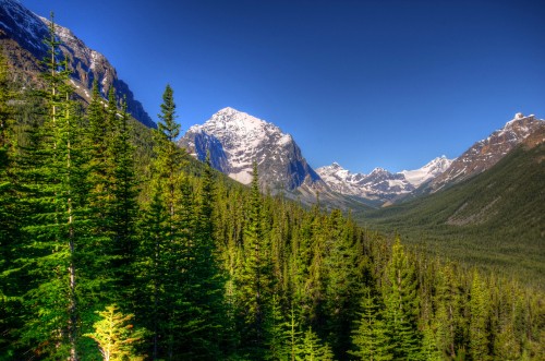 Image green pine trees near snow covered mountain under blue sky during daytime