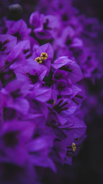 Image purple flower in macro shot