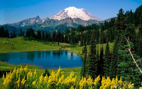 Image green pine trees near lake and mountain