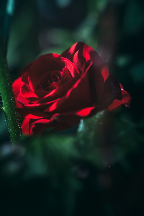 Image red rose in bloom in close up photography