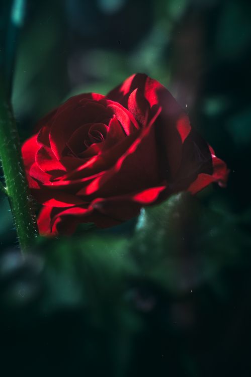 Rose Rouge en Fleur en Photographie Rapprochée. Wallpaper in 3315x4973 Resolution