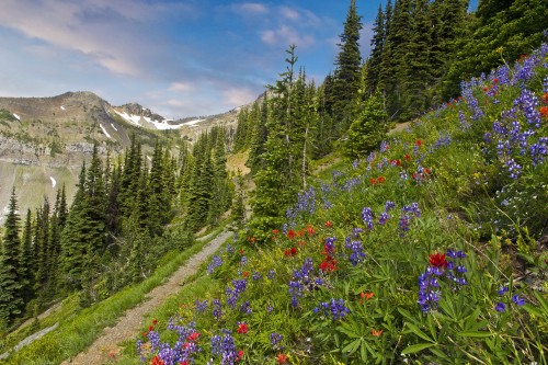 Image green pine trees and purple flowers near mountain under blue sky during daytime