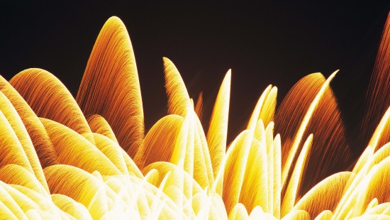 Image yellow plant in black background