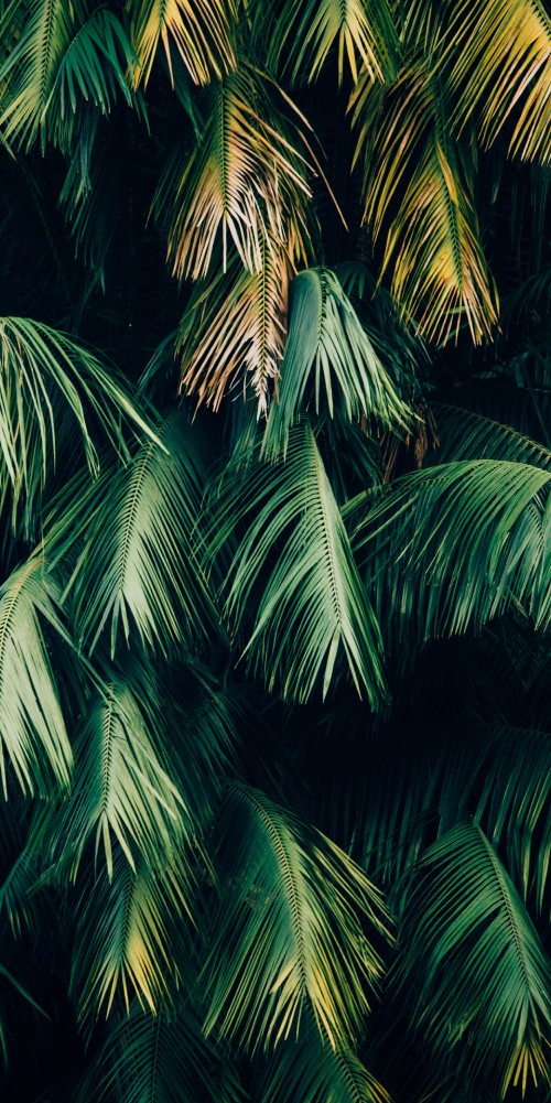 Tropical aesthetic green leaves HD wallpapers | Pxfuel