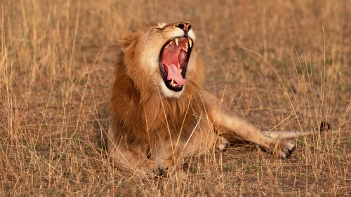 Image brown lion lying on brown grass field during daytime