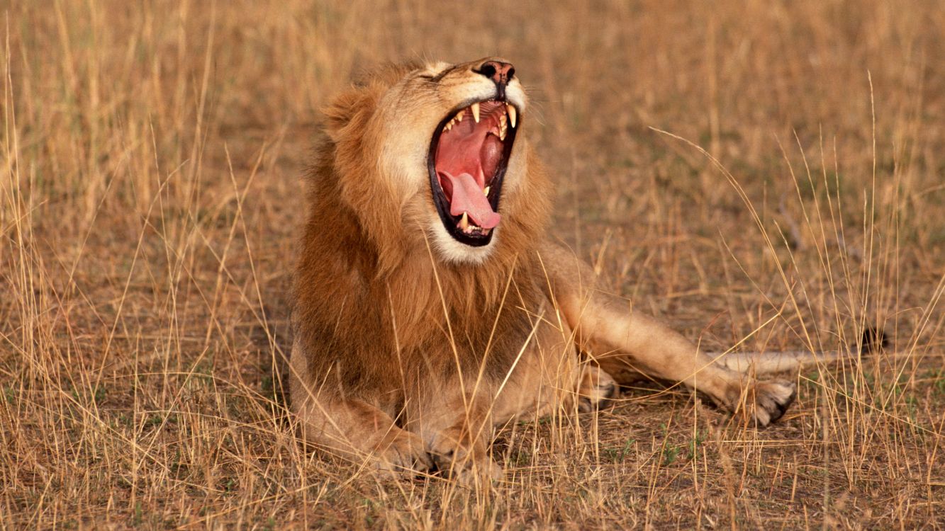 brown lion lying on brown grass field during daytime