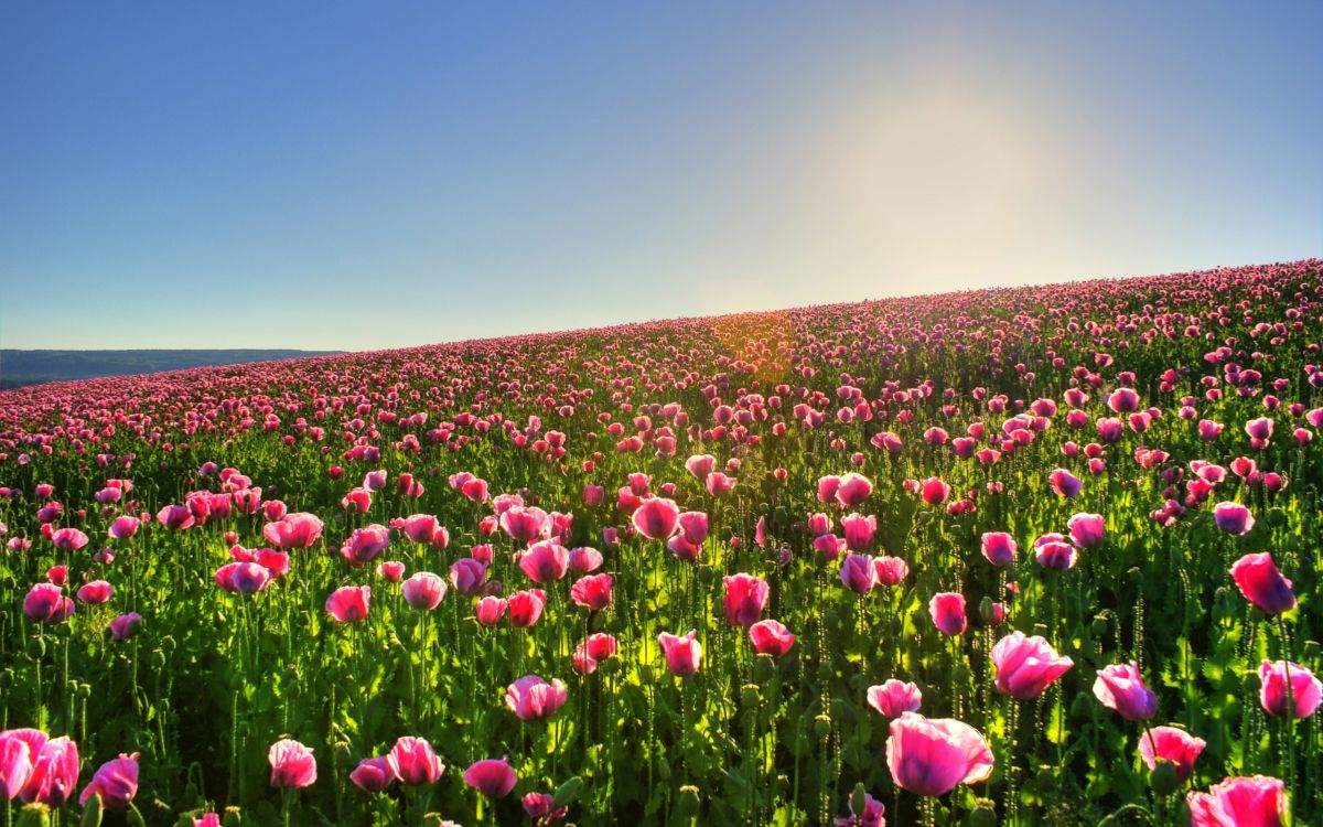 Champ de Fleurs Violettes Sous Ciel Bleu Pendant la Journée. Wallpaper in 2560x1600 Resolution