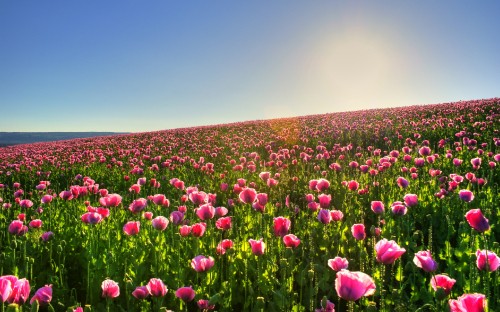 Image purple flower field under blue sky during daytime