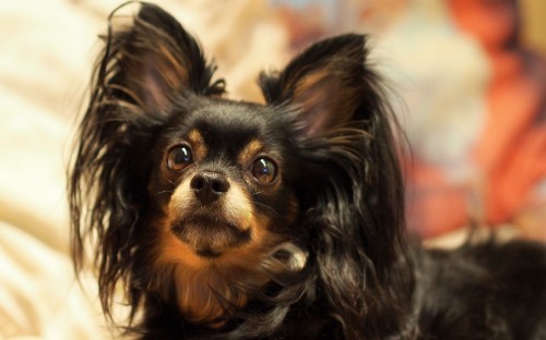 Image black and brown long haired chihuahua