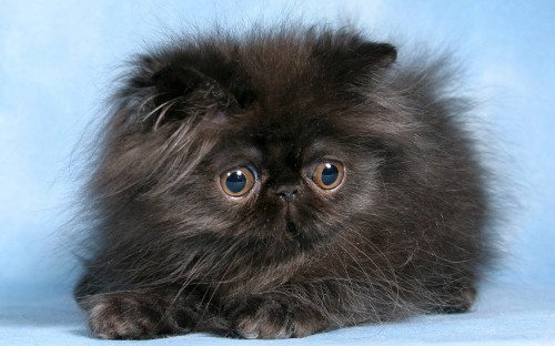 Image black long fur cat on white background