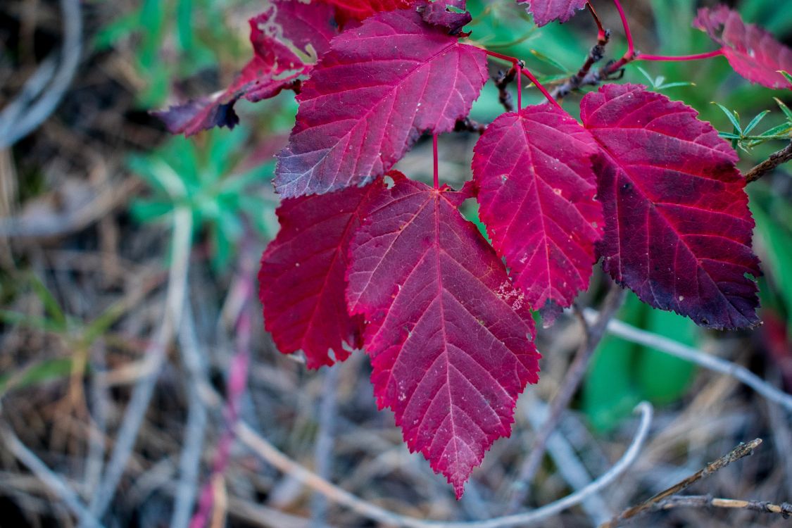 la Hoja de Arce, Arce, Biología, Ciencia, Sucursal. Wallpaper in 6000x4000 Resolution