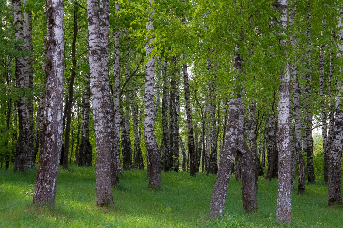 Birch, 森林, 木本植物, Grove, 北木质森林 壁纸 2894x1924 允许
