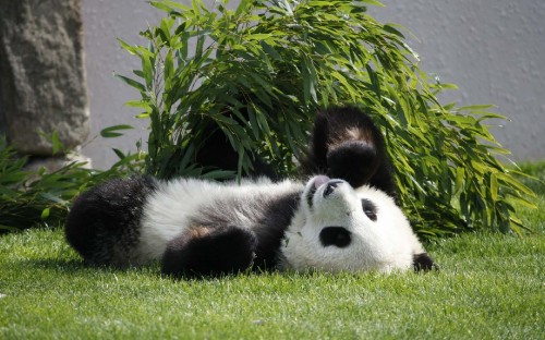 Image white and black panda on green grass