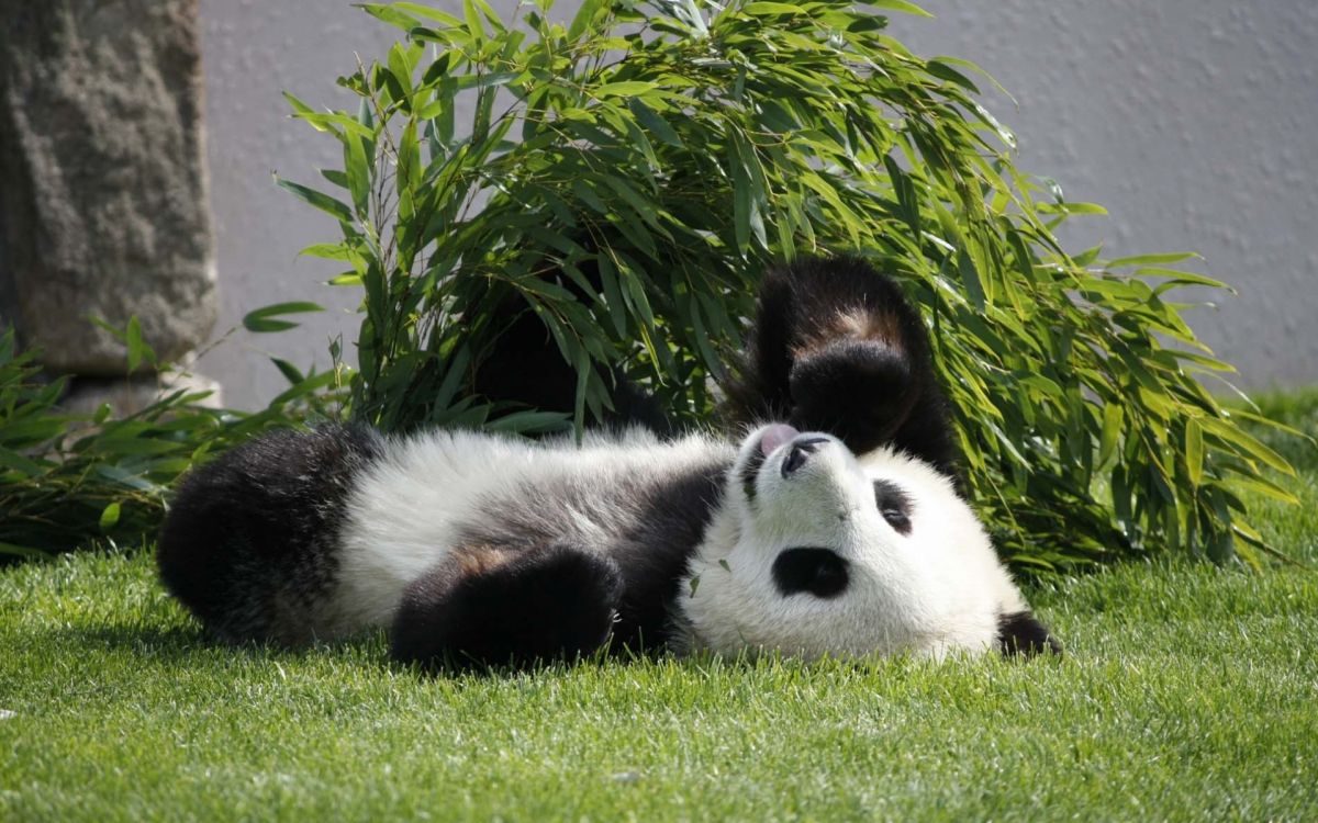 white and black panda on green grass