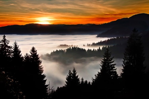 Image silhouette, tree, sunrise, morning, sky