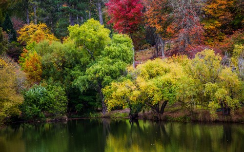 Image green and red trees beside river during daytime